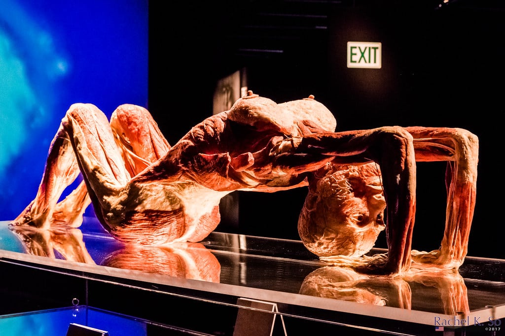 Body Worlds featured image